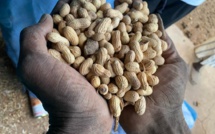 ​Bassin arachidier : les agriculteurs invitent les nouvelles autorités à se pencher sur le problème de stockage des producteurs