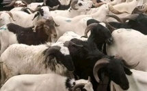 Kaolack Tabaski 2024 : 50 mille têtes de moutons attendu sur le marché