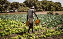 ​Indemnisation des agriculteurs : un soulagement pour les régions de Tambacounda, Kédougou et Kolda