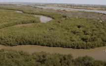 Saint-Louis : plaidoyer pour la préservation de l’écosystème mangrove