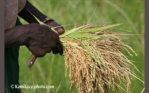 Souveraineté alimentaire : un programme agricole mise sur la chaine de valeur riz