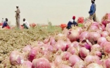 Surproduction d'oignons et mévente : les producteurs de la zone des Niayes réclament des chambres froides