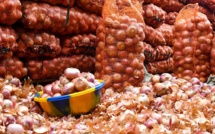 Plus de 10.000 tonnes d’oignon invendues dans les Zone des Niayes