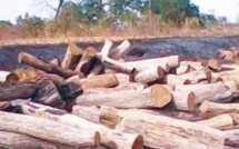 Opération d'envergure contre le trafic de bois à la frontière Sénégalo-gambienne