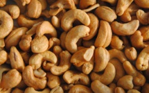 Sénégal – Agriculture : 160 000 tonnes de noix de cajou produites en 2023, selon les acteurs