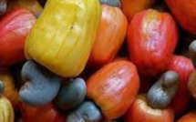 Campagne de commercialisation des noix de cajou : Les acteurs manifestent leurs inquiétudes 