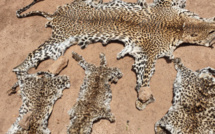 Criminalité faunique à Kédougou : deux (2) trafiquants arrêtés avec des peaux de léopards