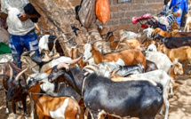 ​Tambacounda : Plus de 113 000 moutons déjà enregistrés pour la Tabaski avec un prix courant de 90 000 FCFA