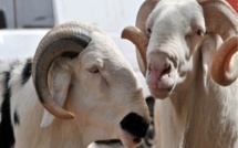 Tabaski : le Khalife général des mourides, Serigne Mountakha, offre 4 béliers à Diomaye et Sonko