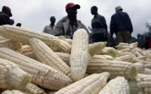 Agriculture: le Kenya prend le chemin des OGM