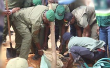 Coupes abusives du bois en Casamance: "toutes les unités étatiques seront mobilisées" (Ousmane Sonko)