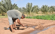 Pause pluviométrique : un risque pour l'agriculture sénégalaise