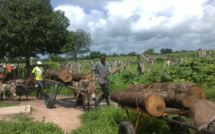  Lutte contre la déforestation et le trafic illicite de bois en Casamance : L’Etat veut relever le défi