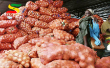 Potou : 100 000 tonnes d'oignons en péril, les producteurs demandent l'arrêt des importations