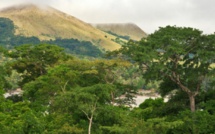 Les forêts africaines menacées par une exploitation anarchique