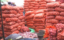 Oignon local : une surproduction de 3050 tonnes attend sur le marché 