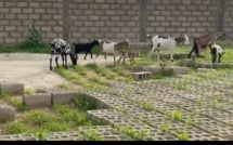 Vol de bétail à Malicounda : une trentaine de mouton emportée, le gardien violemment tabassé par les malfaiteurs