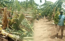 Débordement du fleuve Sénégal : À Tambacounda des pertes agricoles estimées à plus de 9 milliards de francs CFA