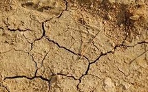 COP16 désertification: l'Afrique en première ligne face à la sécheresse