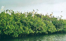 Tourisme en Casamance : Lamine Diop appelle à une réorganisation pour exploiter le plein potentiel du secteur