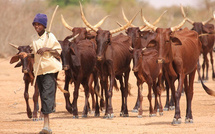Sandiara : un voleur de bétail ampute la main gauche du vigile et emporte une partie du troupeau 