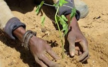 ​Grande Muraille Verte : 52 parcelles reboisées pour lutter contre les effets du changement climatique