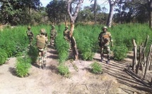 Casamance : plusieurs champs de chanvre indien détruits dans les îles Karones 