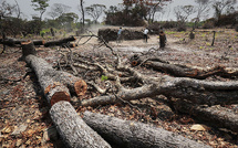 Environnement : plus de 339 000 hectares de forêts perdus en 18 ans au Sénégal (expert)