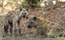 Kaolack : deux hyènes sauvées d'un trafic illégal, un braconnier et ses complices interpelés 