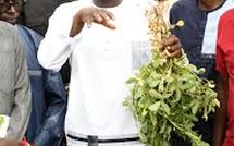 Semences certifiées : le Sénégal a besoin de 150 000 tonnes pour atteindre l'autosuffisance (ministre)