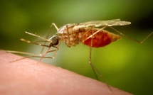 Santé: le paludisme touche toujours largement l'Afrique et ne sera certainement pas éradiqué en 2030