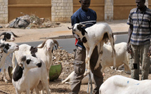 Sénégal : la date de la Tabaski 2025 connue (CONACOC)