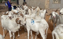 Tabaski 2025 à Ziguinchor : un besoin estimé à 25 000 moutons pour satisfaire la demande