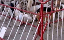 Vol de bétail à Saint-Louis : au total huit (8) personnes arrêtées et 54 bêtes saisies