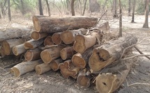 Lutte contre la déforestation illégale : 344 troncs de bois saisis à Médina Yoro Foula 