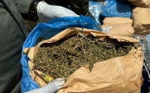 Ziguinchor : 11 kg de chanvre indien saisis en une semaine