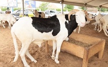Vol à main armée au Lac Rose : 11 béliers de race dérobés dans une ferme à Deni Guedj Nord