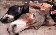 Découverte macabre à Ndiayène Mbeulleup : deux (02) ânes tués et dépecés, la viande emportée