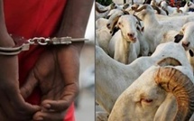 Vol de bétail : un suspect interpellé à Jaxaay, une dizaine de bœufs concernés