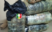 Lutte contre le trafic de stupéfiants : sept (07) colis de chanvre indien d’un poids total de 196 kg saisis par la BRS de Thiès ce dimanche