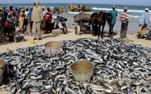 Pêche de sardinelle : 70 % des apports protéiques sénégalais menacés par la surexploitation