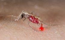 Dr. El Hadji Doucouré : "Le Sénégal a enregistré 429 369 cas de paludisme, dont 10 433 cas graves et 314 décès en 2024"