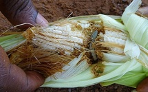 Kédougou : 60 hectares de maïs traités contre la chenille légionnaire d’automne