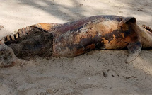 Mystérieuse hécatombe de dauphins à Diembéring : une trentaine retrouvés morts