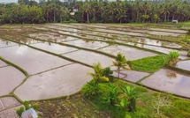 Vallée de l’Anambé : plus de 90% des parcelles laissées en friche à cause des inondations (producteurs)