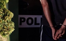Diamaguene Sicap Mbao : un présumé trafiquant de chanvre indien interpellé en flagrant délit