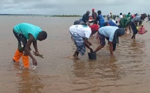 Goudomp : une journée citoyenne de reboisement pour restaurer la mangrove à Pontodosse