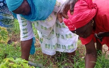 ​Sénégal : le projet AVENIR transforme l'agriculture et la vie des communautés