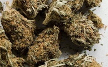 Rufisque : un homme arrêté avec 4 kg de chanvre indien