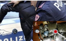 Trafic de drogue : un Sénégalais arrêté en Italie